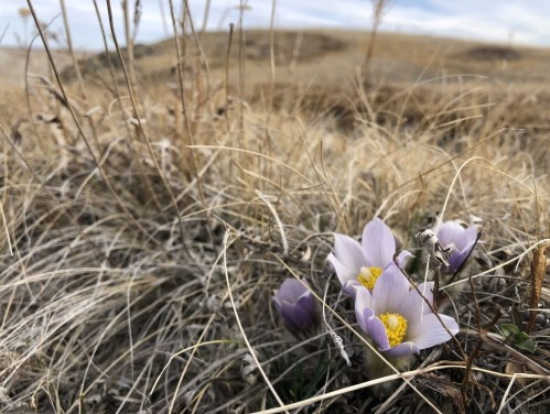 A close-up of delicate purple flowers blooming among dry grass in a grassy landscape.