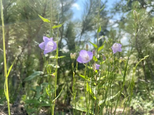 A close-up of delicate purple flowers surrounded by green foliage and soft sunlight in a natural setting.