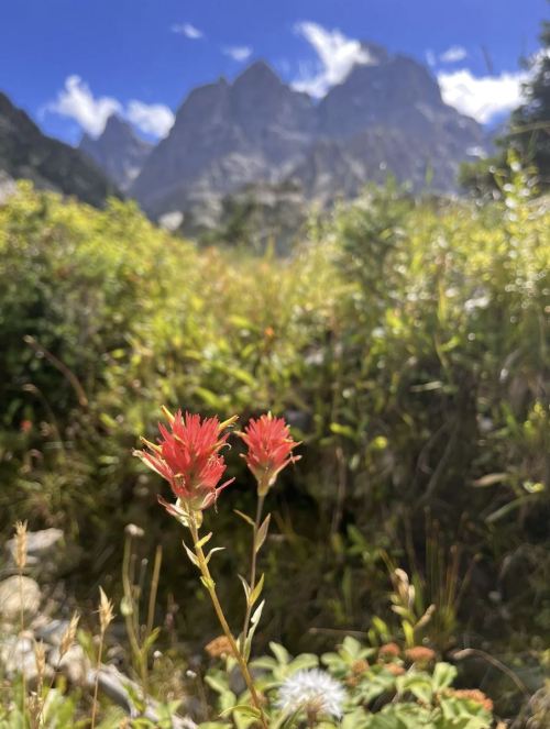 A close-up of red flowers in a lush green landscape, with mountains and a blue sky in the background.