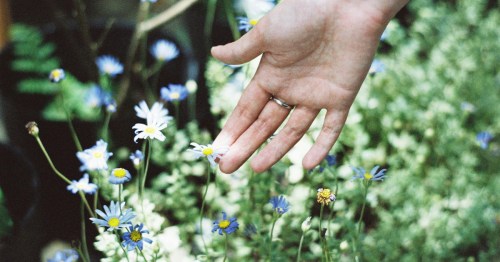 A hand gently touching a small white and yellow daisy among blue wildflowers.