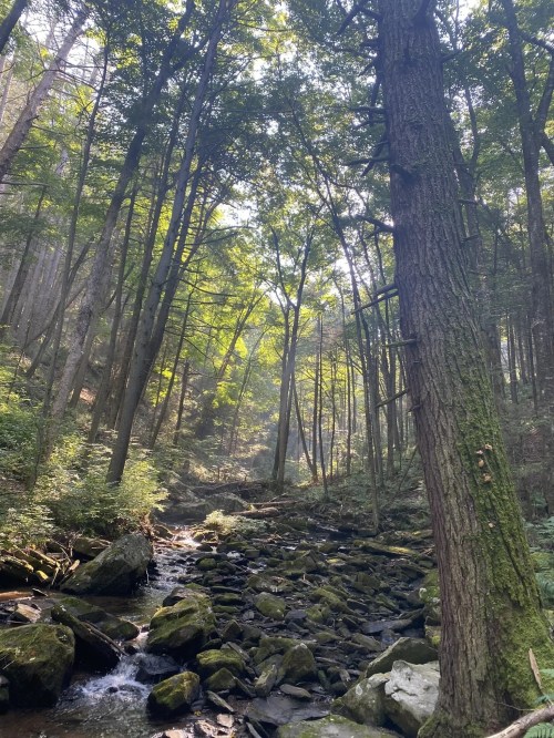 A serene forest scene with tall trees, dappled sunlight, and a small stream flowing over mossy rocks.