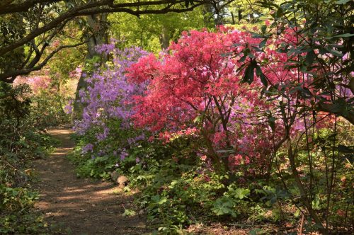 A serene path through a vibrant garden filled with blooming pink and purple azaleas surrounded by lush greenery.