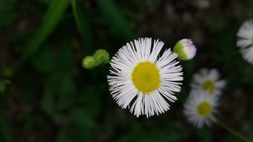 A close-up of a white flower with a yellow center, surrounded by green foliage and budding flowers.