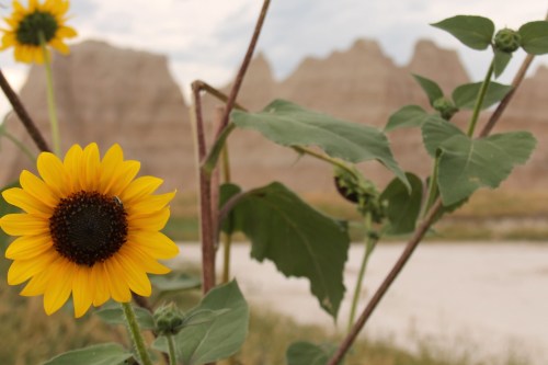 A vibrant sunflower in the foreground with rugged, rocky formations in the background under a cloudy sky.