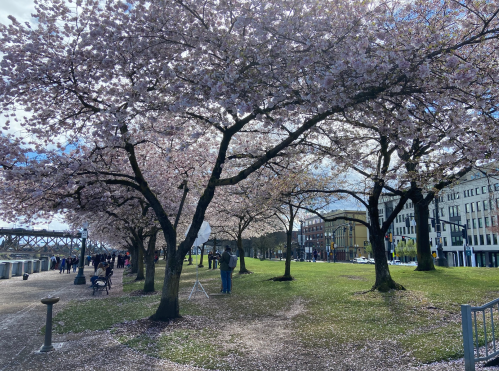 A park lined with blooming cherry blossom trees, with people walking along a path and buildings in the background.