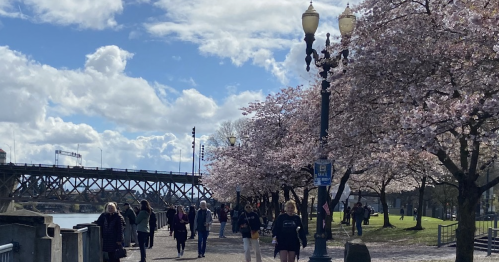 A scenic riverside path lined with cherry blossom trees, people walking, and a bridge in the background under a blue sky.