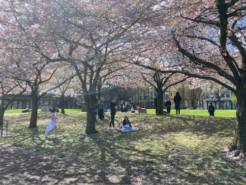 People relax under blooming cherry blossom trees in a sunny park, enjoying the vibrant spring atmosphere.