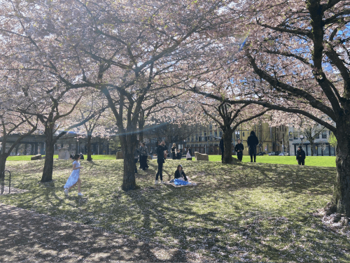 People relax under blooming cherry blossom trees in a sunny park, enjoying the vibrant spring atmosphere.