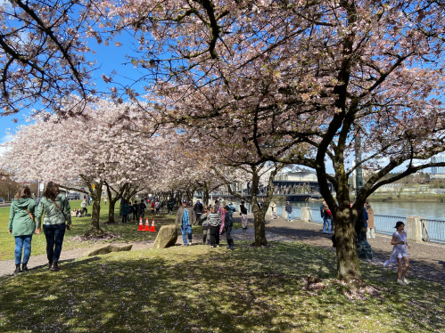 Cherry blossom trees line a park path, with people walking and enjoying the scenery by a river on a sunny day.