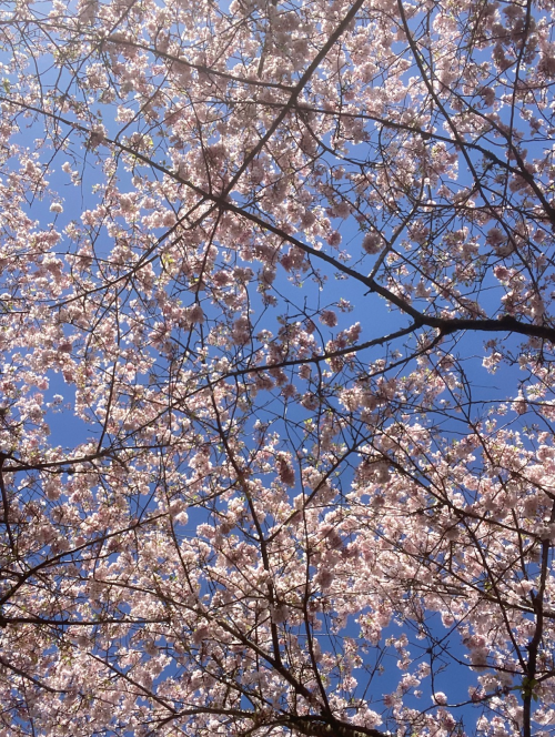 A canopy of blooming cherry blossoms against a clear blue sky.