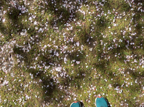 A ground covered in pink cherry blossom petals with green grass and a pair of teal shoes at the bottom.