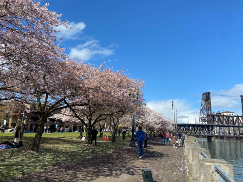 Cherry blossom trees line a riverside path, with people walking and enjoying a sunny day under a blue sky.