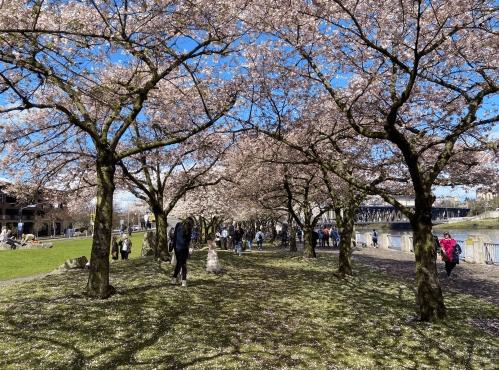 A scenic park pathway lined with blooming cherry blossom trees, with people enjoying the view on a sunny day.