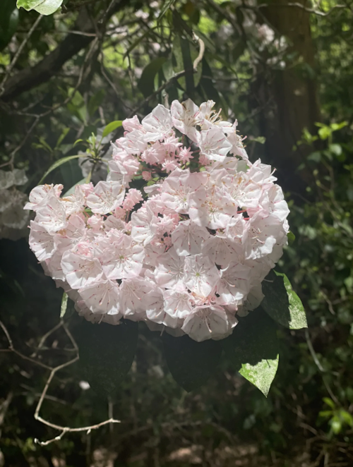 A cluster of delicate pink and white flowers surrounded by green leaves in a natural setting.
