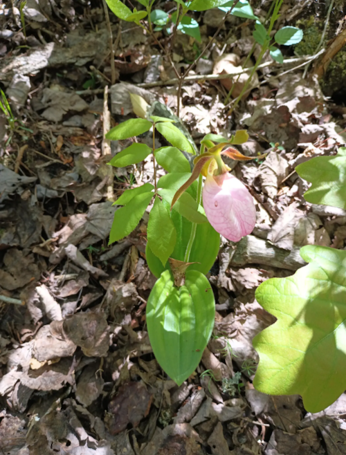 A pink flower with green leaves growing among dry leaves on the forest floor.