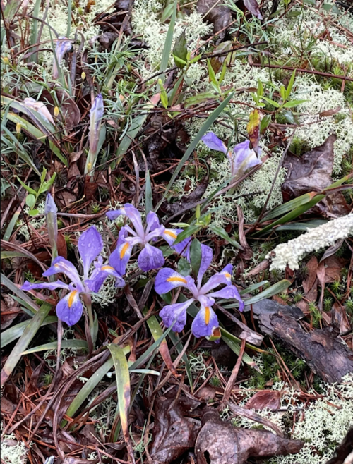 A cluster of purple irises surrounded by green grass and mossy ground, with fallen leaves scattered around.