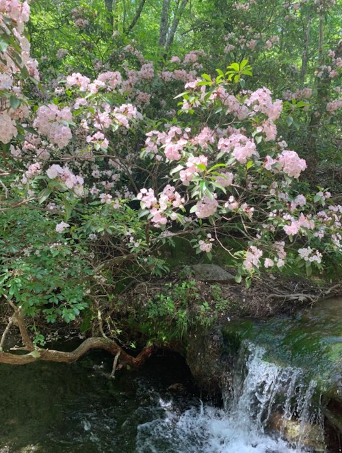 A serene scene featuring pink flowers blooming near a small waterfall in a lush, green forest.
