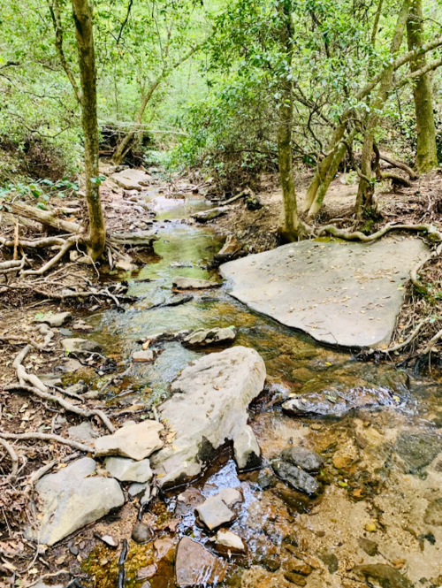 A serene forest scene featuring a small stream flowing over rocks, surrounded by lush greenery and trees.