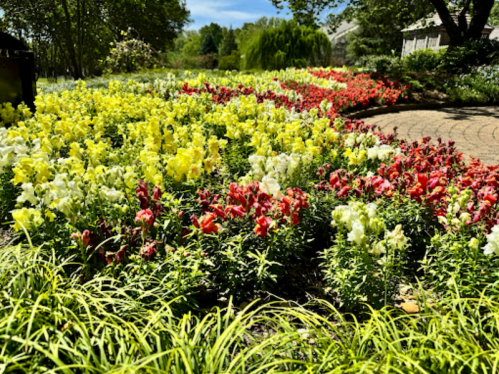A vibrant garden with yellow and red snapdragons arranged in colorful patterns, surrounded by lush green grass.