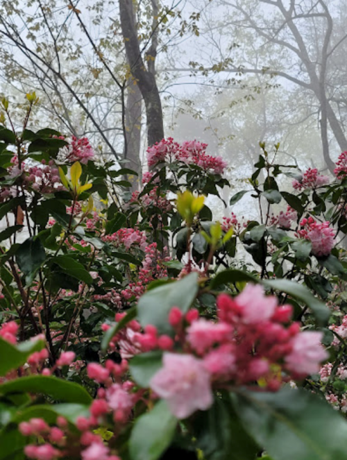 A misty scene featuring vibrant pink flowers surrounded by lush green leaves and trees in the background.