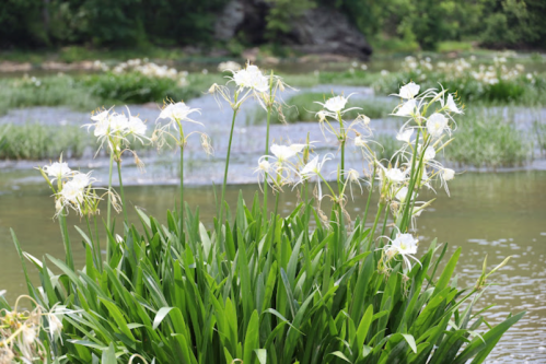 A cluster of white flowers with long, delicate petals grows near a calm, greenish body of water.