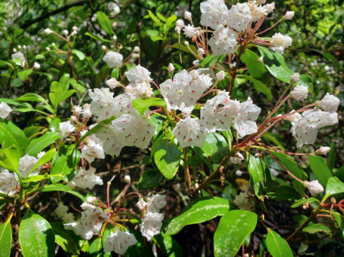 A close-up of white flowers with red speckles, surrounded by green leaves in a lush, natural setting.
