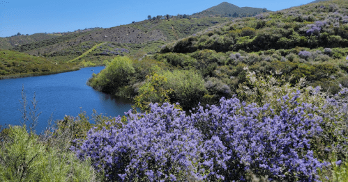 A serene landscape featuring a blue lake surrounded by lush green hills and vibrant purple flowers under a clear blue sky.