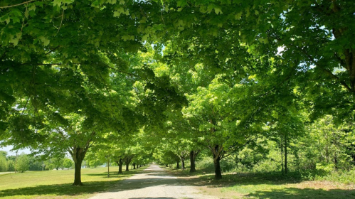 A serene pathway lined with lush green trees, creating a natural canopy overhead.