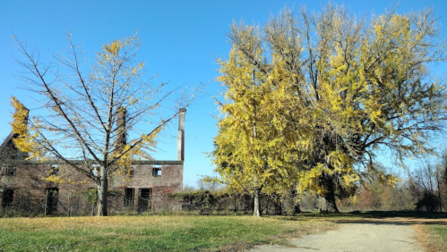 An abandoned building beside trees with bright yellow leaves under a clear blue sky.