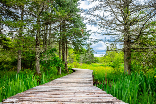 A wooden boardwalk winding through lush greenery and trees under a partly cloudy sky.