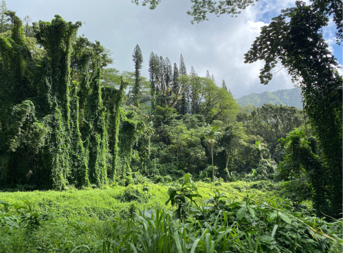 Lush green jungle with tall trees and dense vines under a cloudy sky.