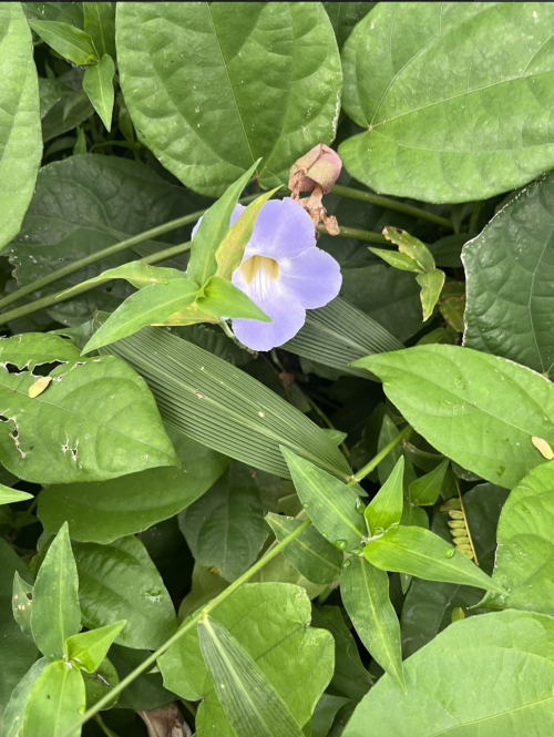 A delicate purple flower surrounded by lush green leaves in a natural setting.