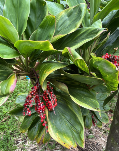 A cluster of bright red berries hanging from lush green leaves in a tropical setting.