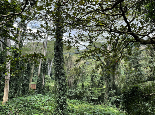 Lush green forest with tall trees and dense foliage, creating a serene natural landscape.