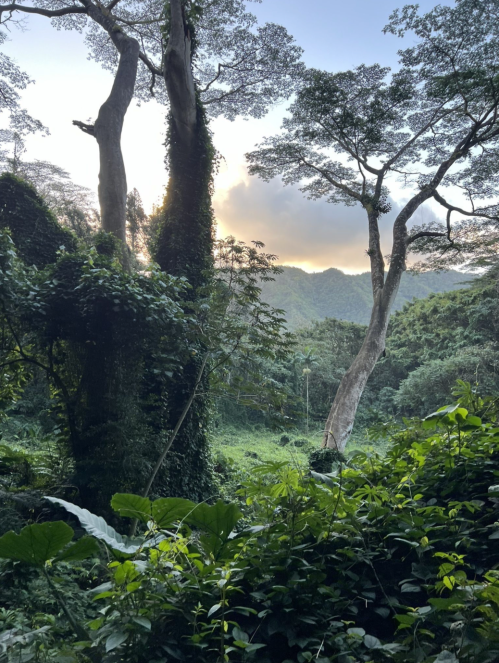 Lush green jungle with tall trees and a sunset peeking through the foliage in the background.