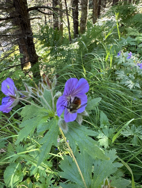 A close-up of a purple flower with a butterfly resting on its petals, surrounded by green foliage in a forest setting.