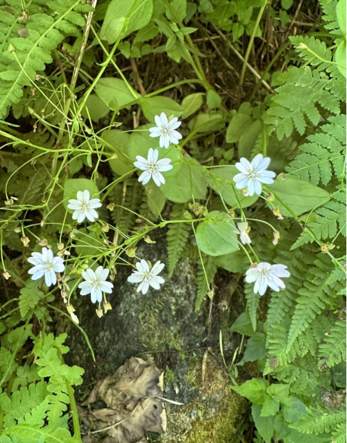 A cluster of small, light blue flowers surrounded by green leaves and ferns in a natural setting.