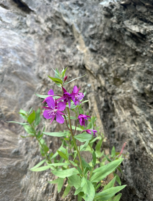 A cluster of vibrant purple flowers growing against a rocky background.