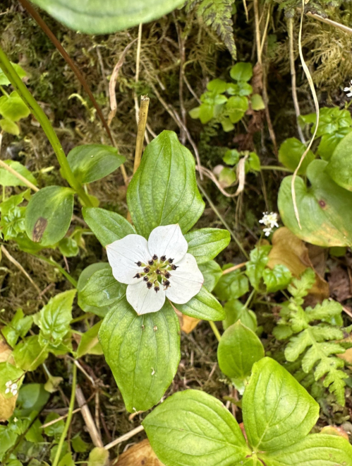 A white flower with a star-shaped center surrounded by green leaves, growing among moss and small plants.