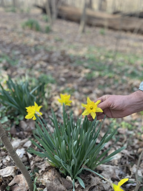 A hand gently holds a bright yellow daffodil among green leaves in a wooded area.