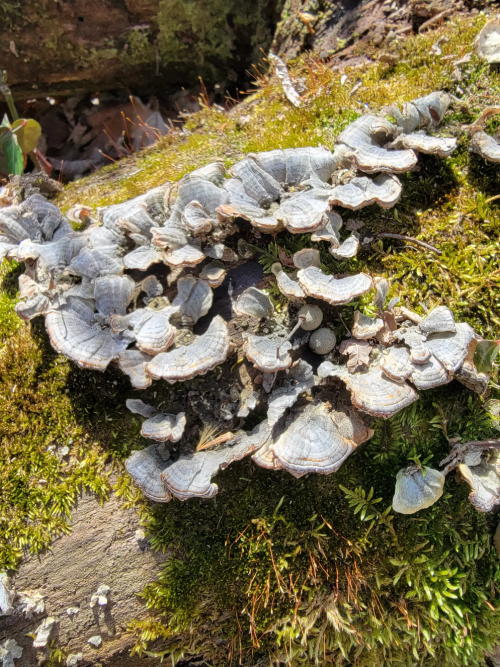 A cluster of grayish lichen growing on a moss-covered surface, surrounded by natural greenery.