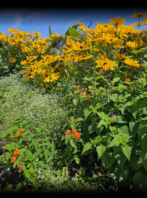 A vibrant garden filled with yellow flowers, green foliage, and clusters of orange and purple blooms under a blue sky.