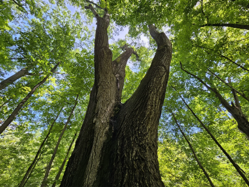 A tall tree with a split trunk, surrounded by lush green foliage and a bright blue sky above.