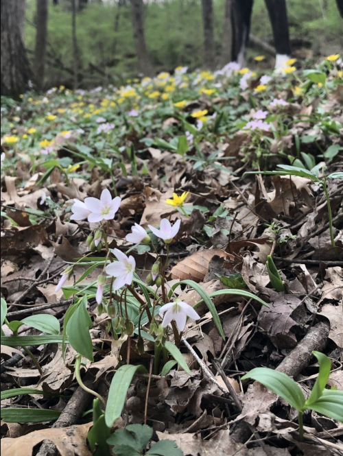 A close-up of delicate white flowers among fallen leaves and yellow blooms in a wooded area.