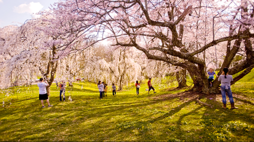 A vibrant park scene with people enjoying cherry blossom trees in full bloom on a sunny day.