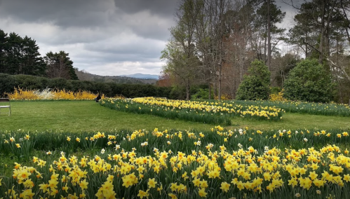 A lush garden filled with blooming yellow daffodils, surrounded by trees and rolling hills under a cloudy sky.