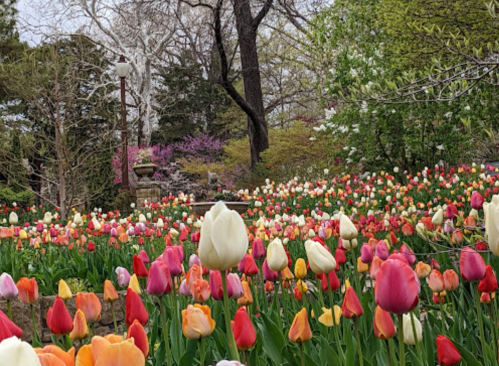 A vibrant garden filled with colorful tulips in various shades, surrounded by lush greenery and trees.