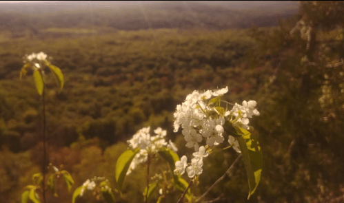 A close-up of white flowers in the foreground with a lush green forest landscape in the background.