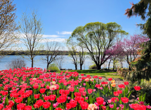 A vibrant garden of red and pink tulips in front of a serene lake, framed by lush green trees under a clear blue sky.