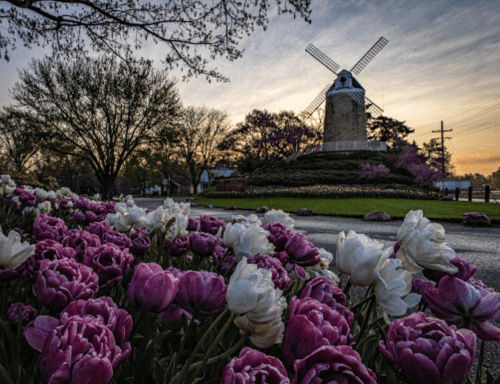 A windmill surrounded by blooming pink and white tulips at sunrise, with trees in the background.